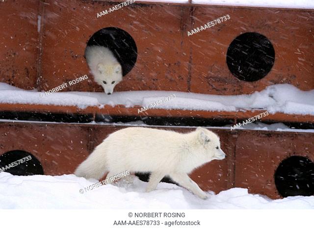 Arctic foxes taking shelter Churchill, Manitoba