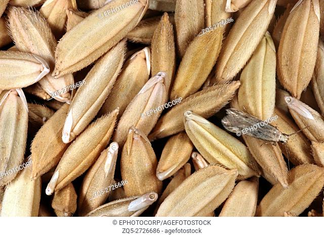 Grains of an indigenous variety of paddy. India had over 40, 000 indigenous local varieties of rice which had different characters ranging from grain size to...