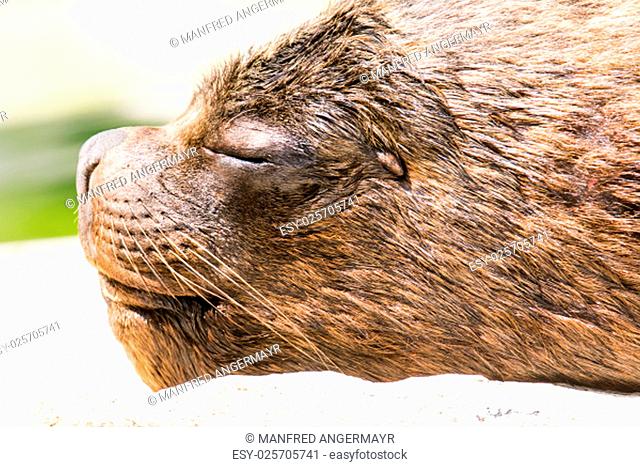 Sleeping sea lion (Otaria flavescens)