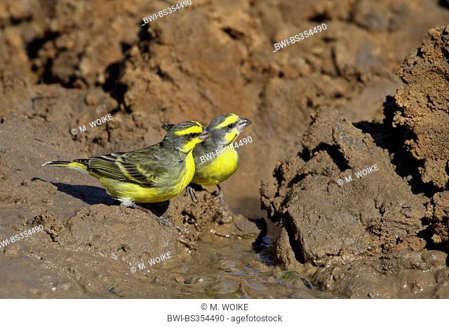 Yellow-fronted canary (Serinus mozambicus), two birds at a waterhole, South Africa, Mkuzi Game Reserve
