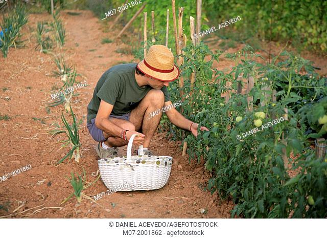 Mediterranean organic farming, vegetable garden, Riojan red beens from Anguiano. La Rioja, Rioja wine región, Spain. Europe