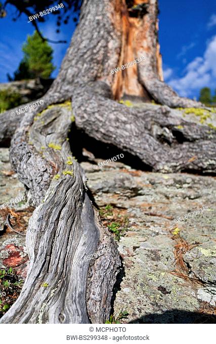 Scotch pine, scots pine (Pinus sylvestris), roots growing over rock at a mountain slope, Austria