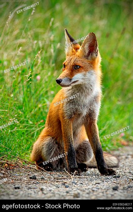 Detail of young red fox, vulpes vulpes, sitting on gravel roadside in summer looking away. Wild animal on road