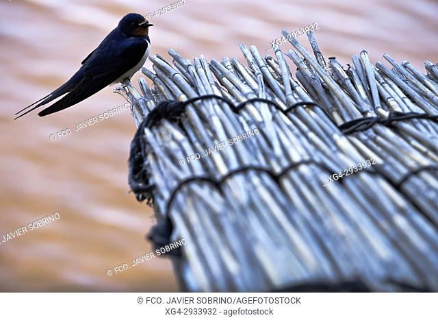 Swallows. Parque Nacional de las Tablas de Daimiel. Ciudad Real. Castilla La Mancha. Spain
