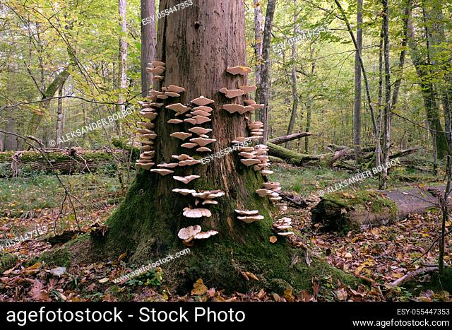 Autumnal fungus grows over old dead spruce tree stump, Bialowieza Forest, Poland, Europe