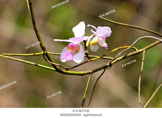 flower of a tropical orchid, India, Andaman Islands