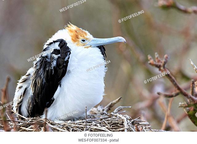 Ecuador, Galapagos Islands, Genovesa, young Great frigatebird in nest