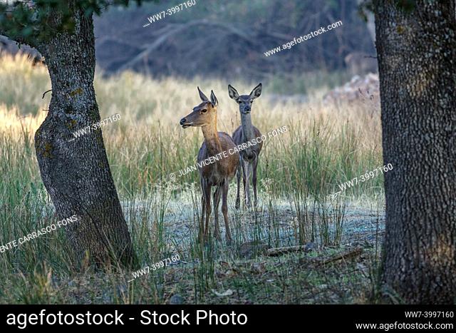 Red deers, Cervus elaphus, female and calf, Toledo mountains, Spain