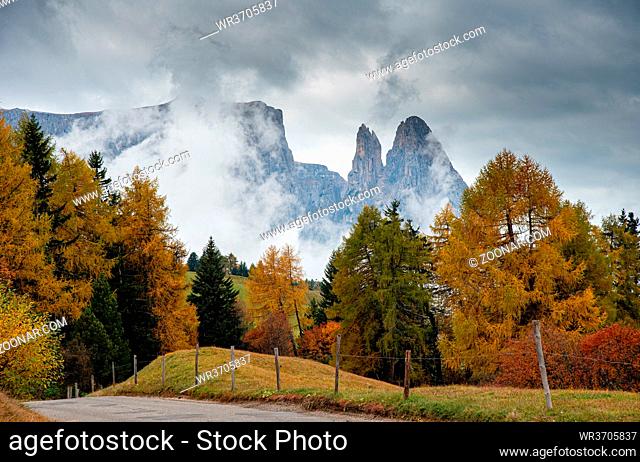 Landscape with beautiful autumn meadow field and trees and the amazing dolomite rocky peaks the valley of Alpe di siusi Seiser Alm South Tyrol in Italy