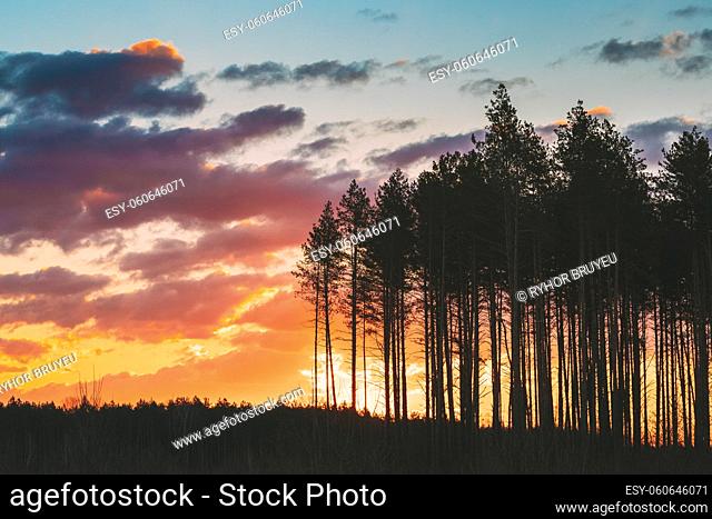 Sunset Sunrise In Pine Forest. Dark Black Spruce Trunks Silhouettes In Natural Sunlight Of Bright Colorful Dramatic Sky. Sunny Coniferous Forest