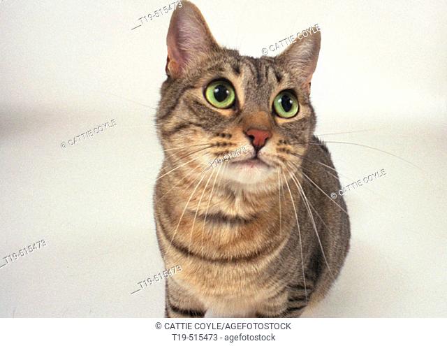 Cat Cerdiwin (female) photographed in studio in Boston. USA