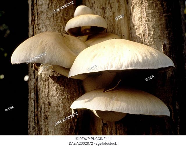 Black Poplar Mushroom (Agrocybe aegerita), Bolbitiaceae