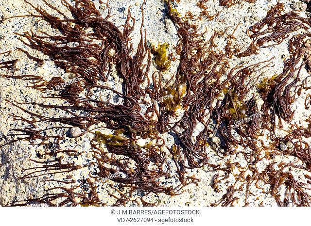 Sea noodle (Nemalion helminthoides). This wormlike alga is a red marine alga (Rhodophyta). Calella de Palafrugell, Girona, Catalonia, Spain