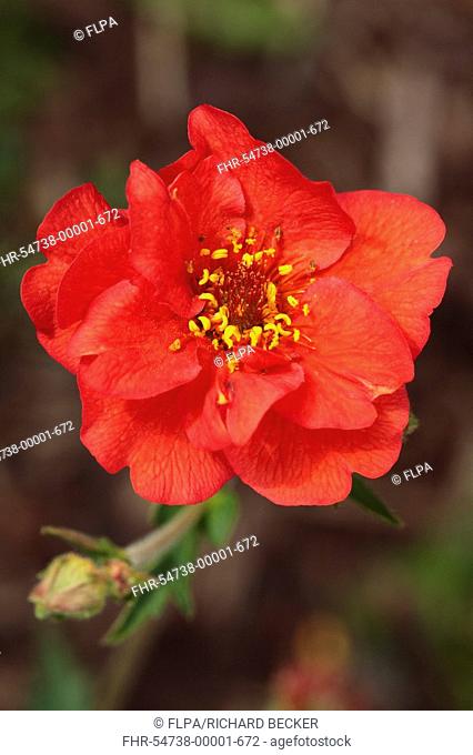 Grecian Rose Geum chiloense 'Mrs Bradshaw', close-up of flower, in garden