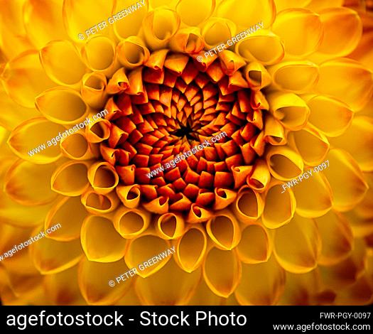 Dahlia, Close-up of heart of burnt orange flower showing pattern of petal