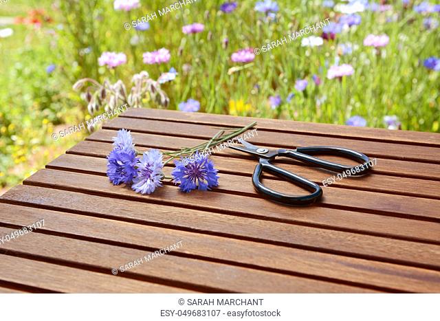 Blue cornflowers with garden scissors on a wooden table, tall flowers stand beyond - with copy space