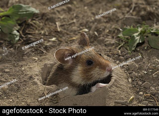 European hamster (Cricetus cricetus), looking out of its burrow