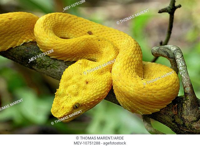 Eyelash Pit Viper - yellow coloration (Bothriechis schlegelii)