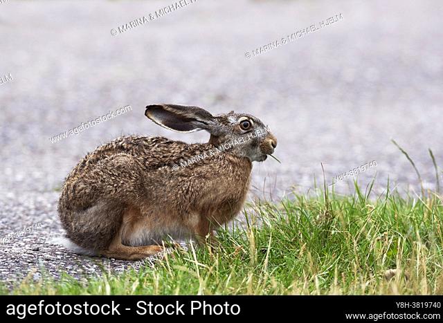 European Hare, Leporidae; Schleswig-Holstein; Germany