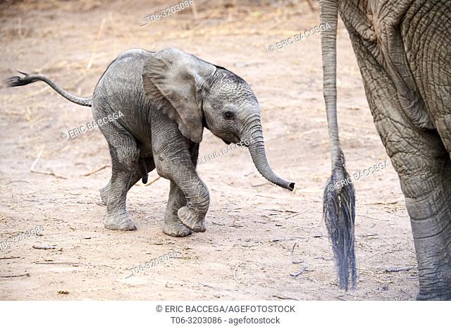African elephant (Loxodonta africana) very young calf walking amongst the herd, South Luangwa National Park, Zambia