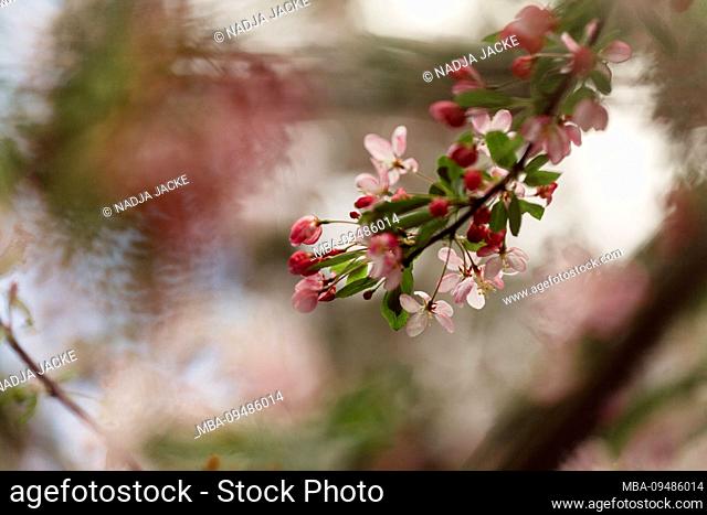 Blossoming apple tree, close-up, malus