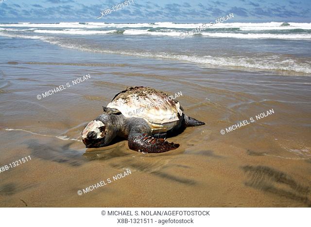 A dead Loggerhead turtle - possibly caught as by-catch - washed up dead on the beach  Turtle researchers from the NGO Pro Caguama study and capture the...