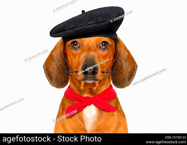 french dachshund sausage dog with beret hat, isolated on white background, behind frame banner or placard