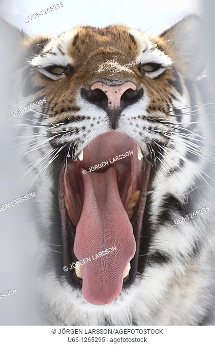 Siberian tiger / Amurtiger Panthera tigris altaica Dalarna Sweden