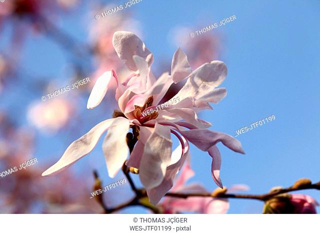 Blossoms of magnolia tree, close-up