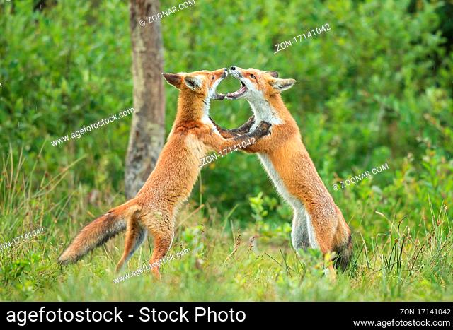 Two red fox, vulpes vulpes, puppies biting and scratching each other during a play in summer forest. near Beautiful animals dealing in the natural habitat