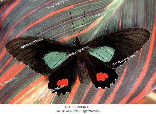butterfly Parides vertumnus