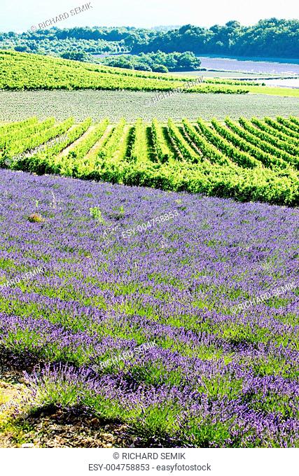 lavender field with vineyards, Drome Department, Rhone-Alpes, France