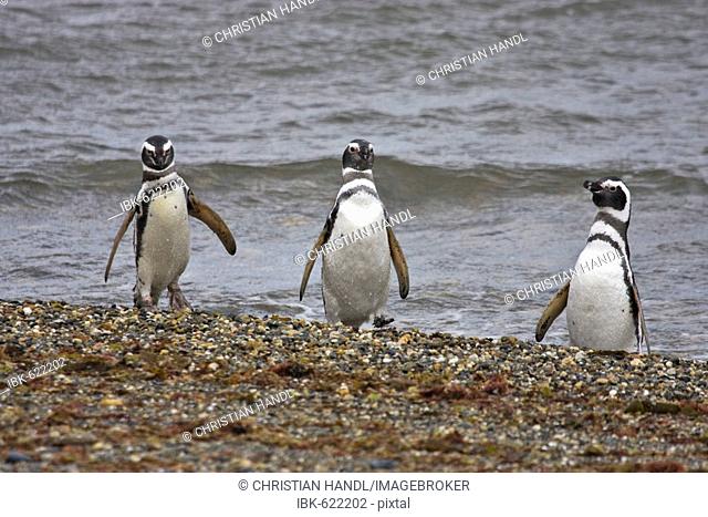 Magellan Penguin (Spheniscus magellanicus), Patagonia, Chile, South America