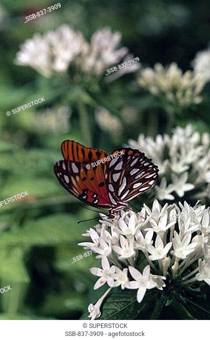 Gulf Fritillary butterfly Agraulis vanillae pollinating flowers