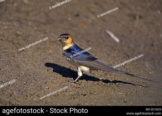 Reborn red-rumped swallow (Hirundo daurica) Gathers mud, Lesvos, Greece, Europe