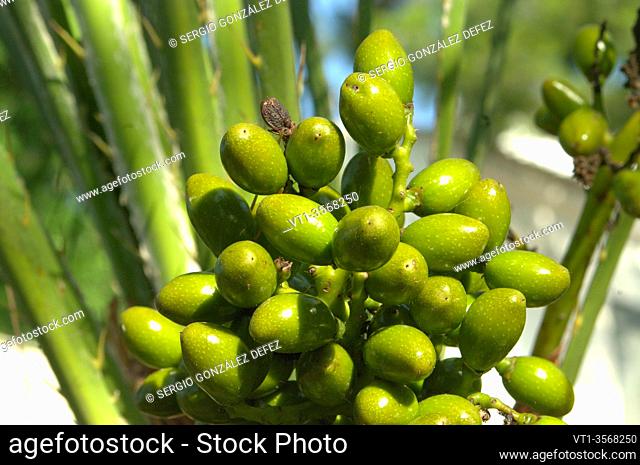 Detail of palm fruits for nature or botanical backgrounds