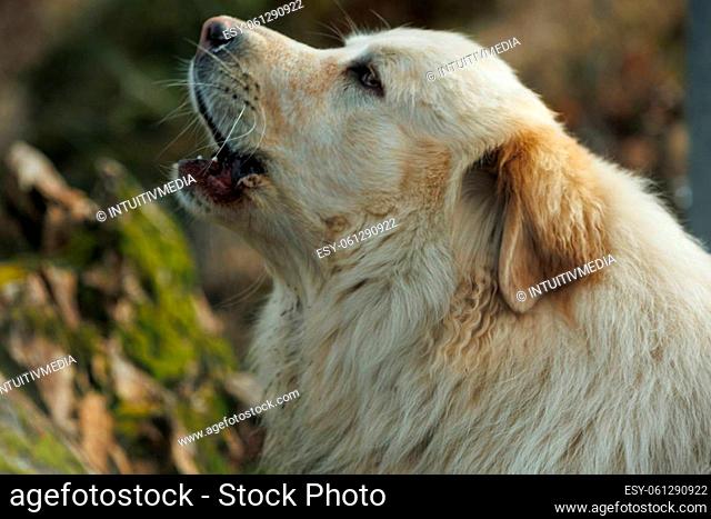 Portrait of dog golden retriever