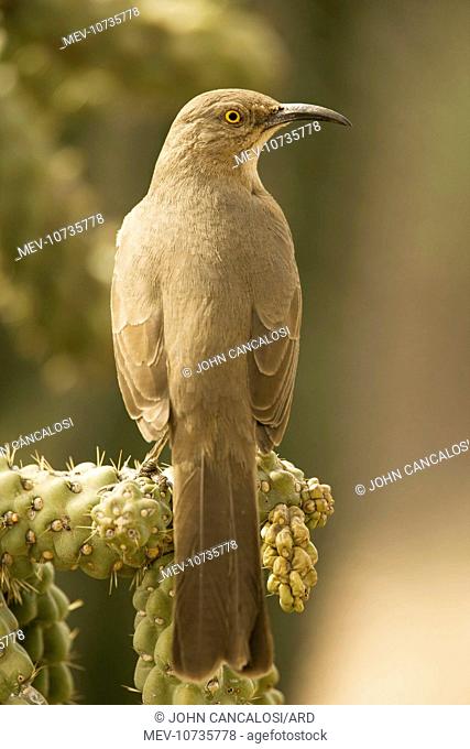 Curve-billed Thrasher - Perched on cholla cactus (Toxostoma curvirostre)