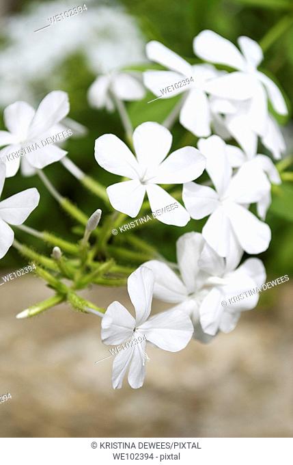 A close up of a white Plumbago vine in Texas