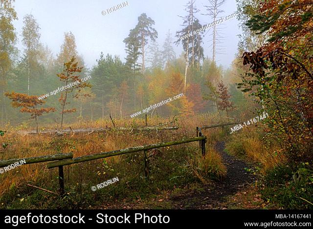 autumn forest, morning mood in schönbuch near the birkensee natural monument, altdorf, baden-wuerttemberg, germany