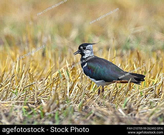 04 July 2021, Brandenburg, Reitwein: A lapwing (Vanellus vanellus) can be seen in a field. Lapwings are ground breeders. In 2015