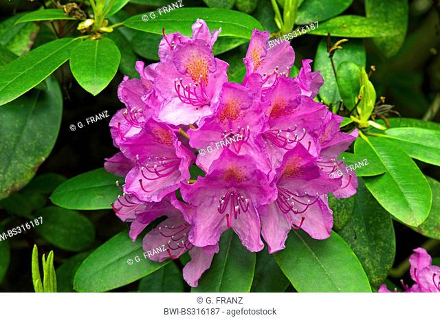rhododendron (Rhododendron 'Catawbiense Grandiflorum', Rhododendron Catawbiense Grandiflorum), cultivar Catawbiense Grandiflorum