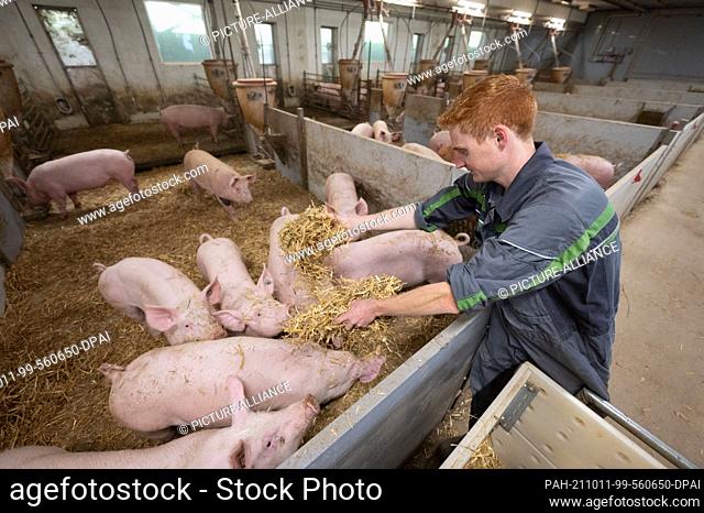 11 October 2021, Baden-Wuerttemberg, Böhmenkirch: Farmer Daniel Kaiser spreads straw in the pen of an animal welfare pig house