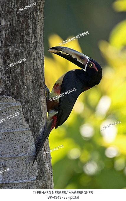 Collared Aracari (Pteroglossus torquatus) on a tree trunk, Heredia Province, Costa Rica