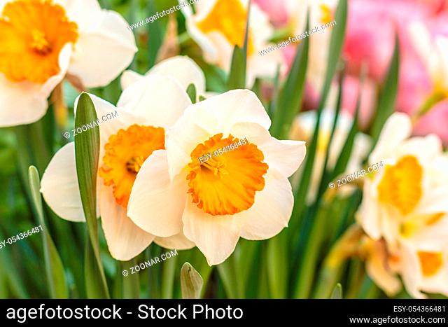 Closeup of beautiful narcissus. Spring flower background. Green blossom flora plant daffodil