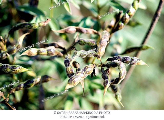 Pods of pigeon pea or tur