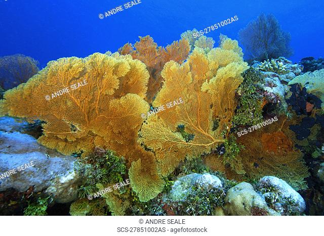Fan coral, Subergorgia sp , Namu atoll, Marshall Islands N Pacific