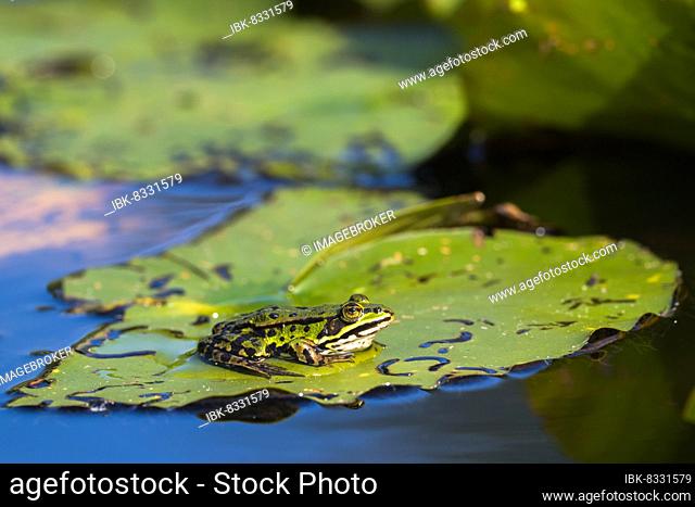 Edible Frog (Rana esculenta) on lily pad, Lower Saxony, Germany, Europe