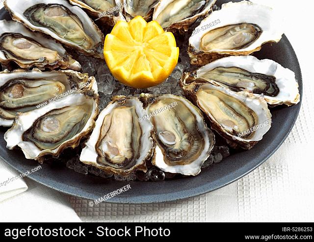 French oyster called Marennes d'Oleron, ostrea edulis, seafood with lemon on plate