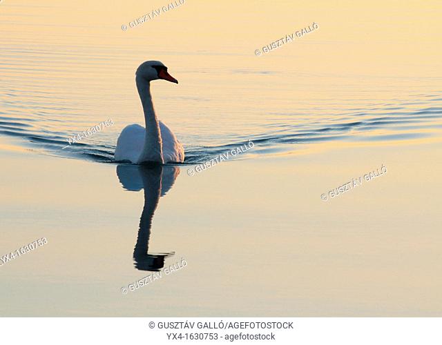 White swan swimming in the lake, the evening sun